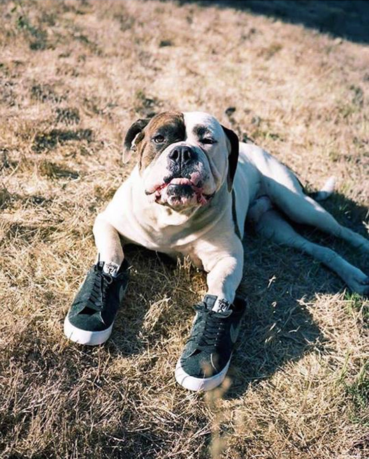 Собака в кроссовках Nike