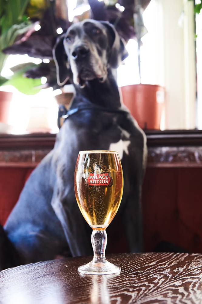 Специальные пабы Palace Stella Artois